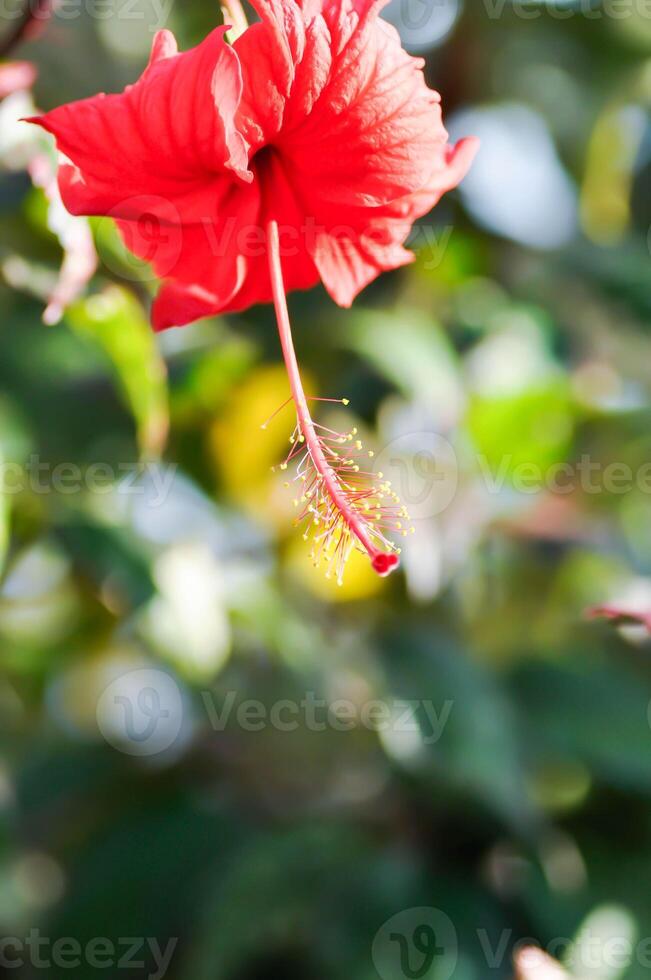 chinês rosa ou hibisco ou hibisco rosa sinensis ou hibiscea ou malvaceae , vermelho hibisco flor foto