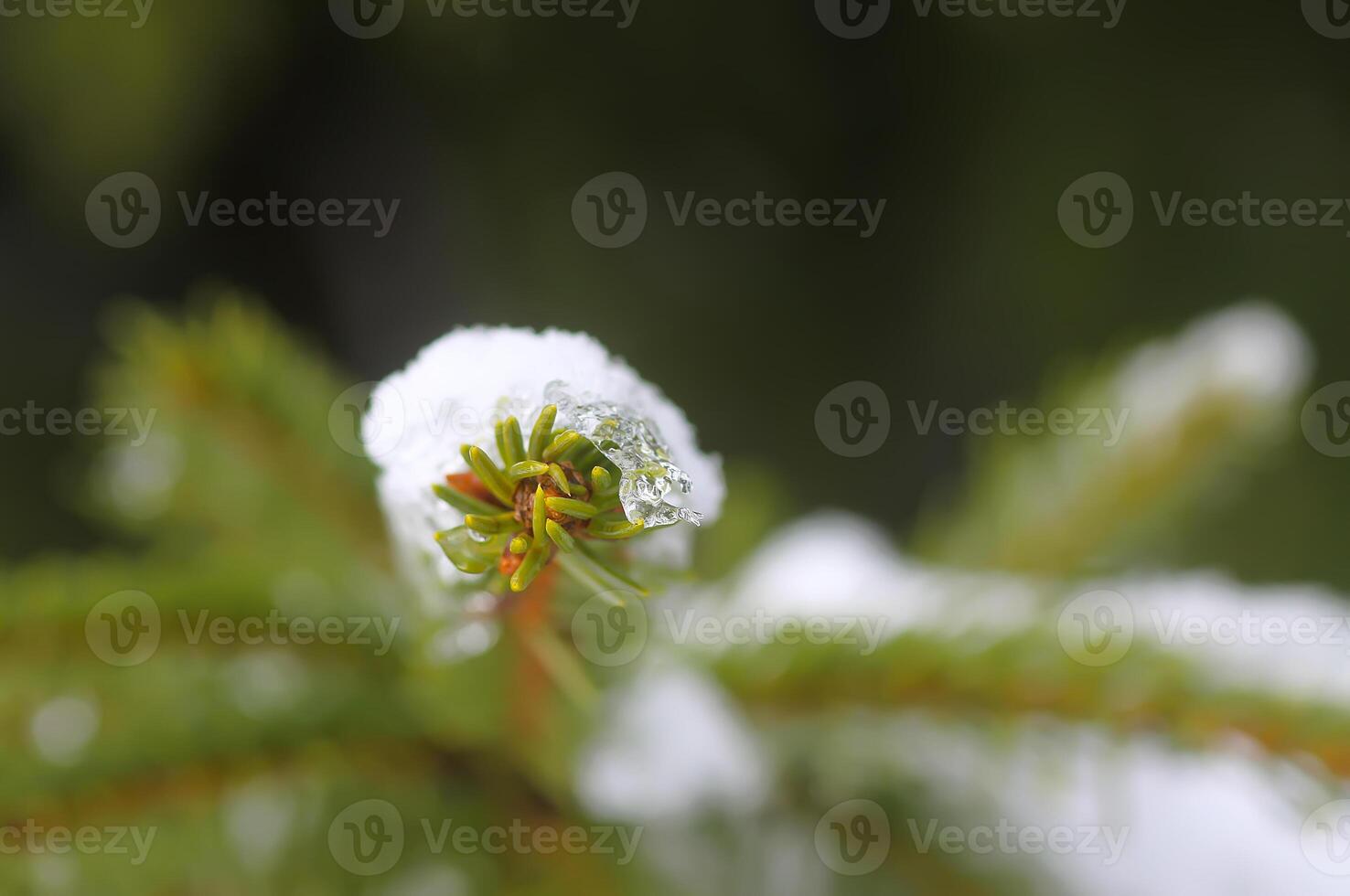 neve coberto abeto árvore galhos ao ar livre. foto