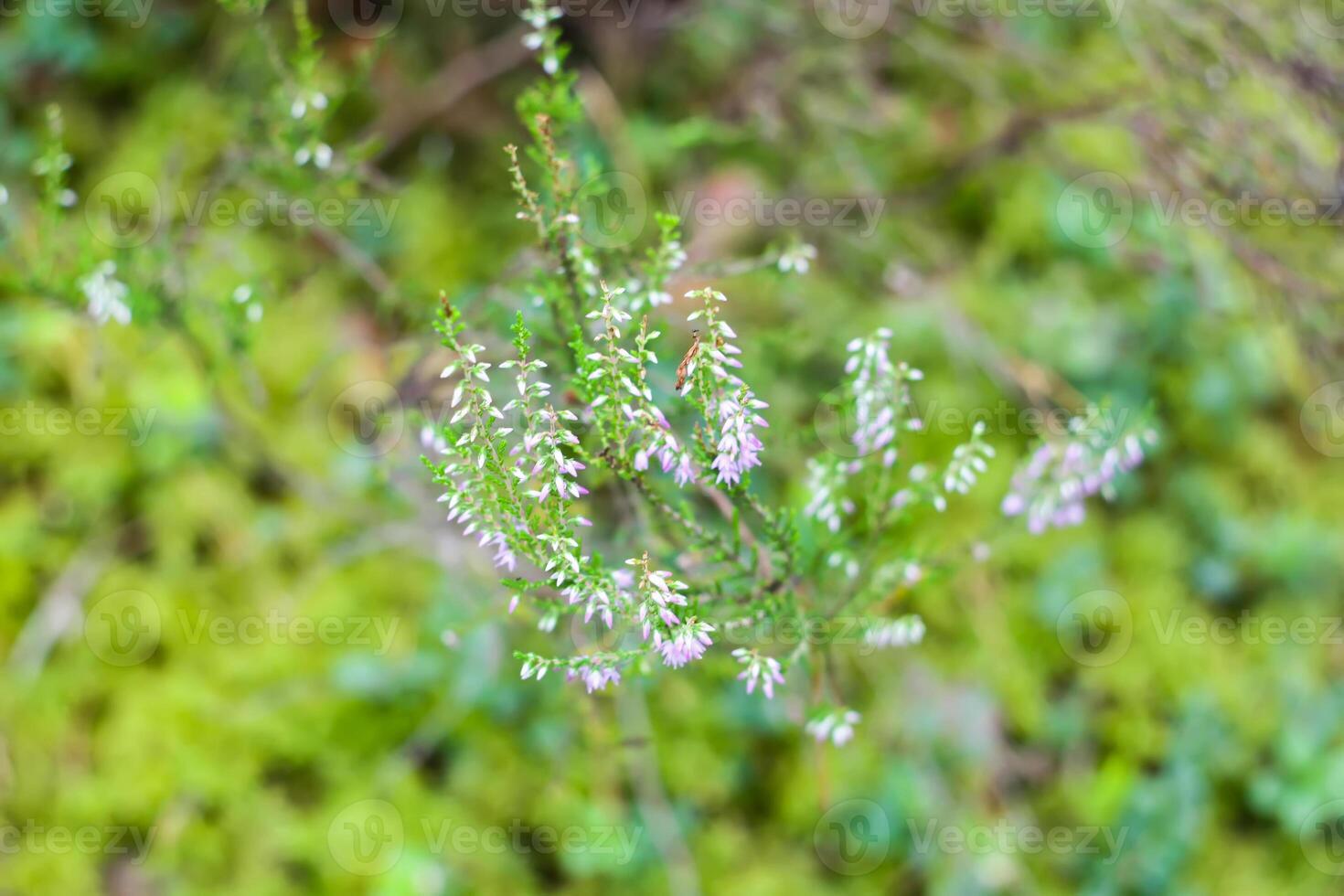 selvagem mirtilo dentro verão floresta. foto