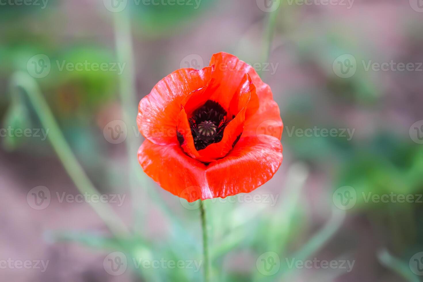 papoula flores ou Papaver dentro jardim foto