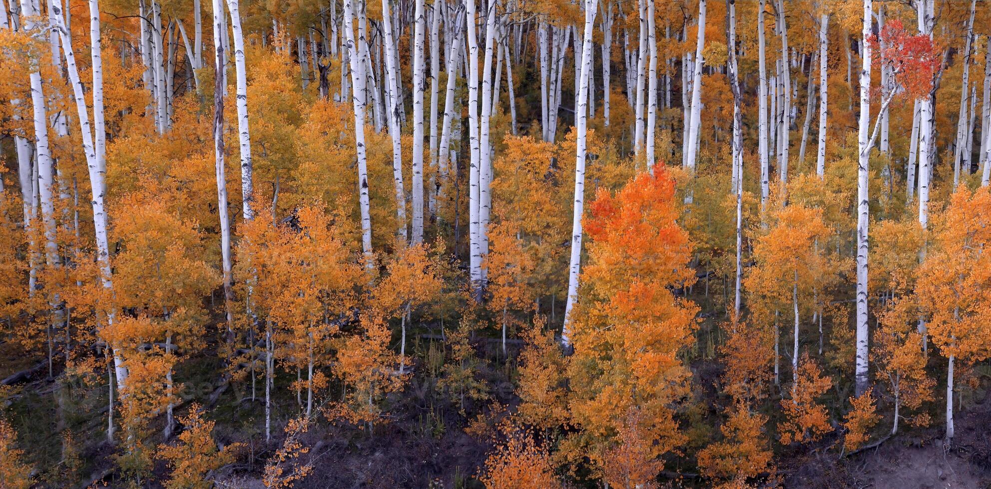 Utah outono cores álamos foto