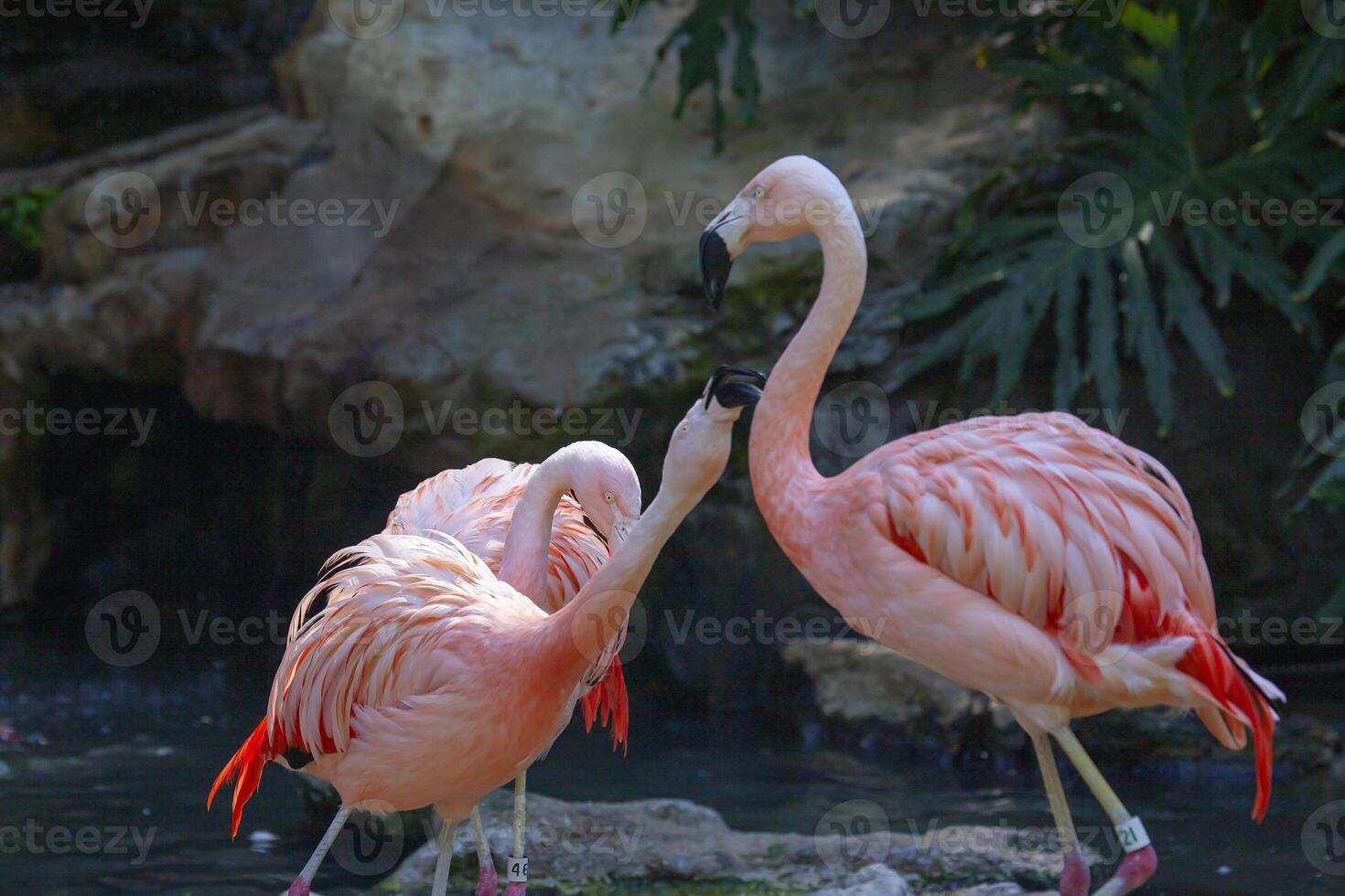 Rosa flamingos jardim zoológico foto