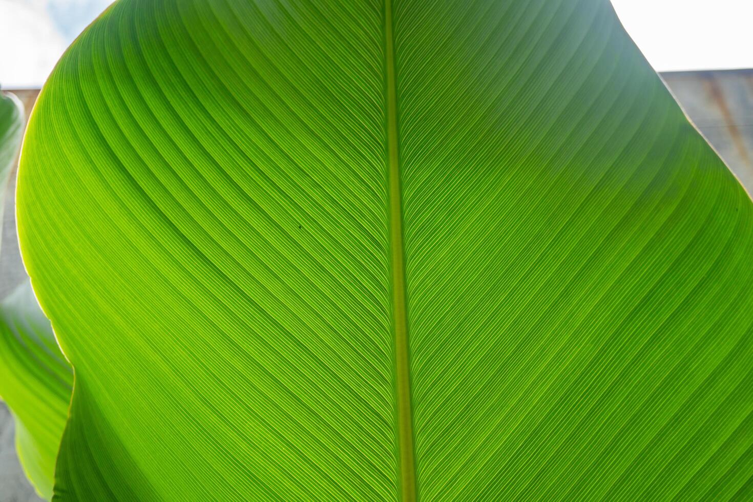 fechar acima foto do banana folha quando crescer acima. a foto é perfeito para natureza fundo, poster e anúncio.