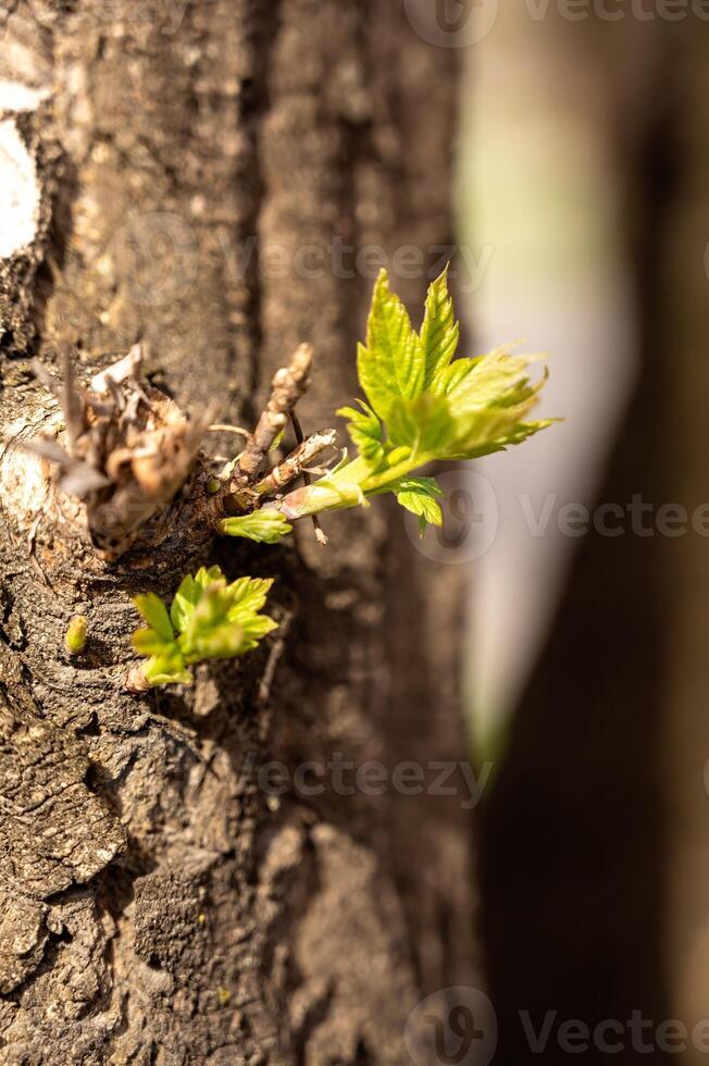 jovem folhas em uma árvore dentro Primavera. raso profundidade do campo. foto