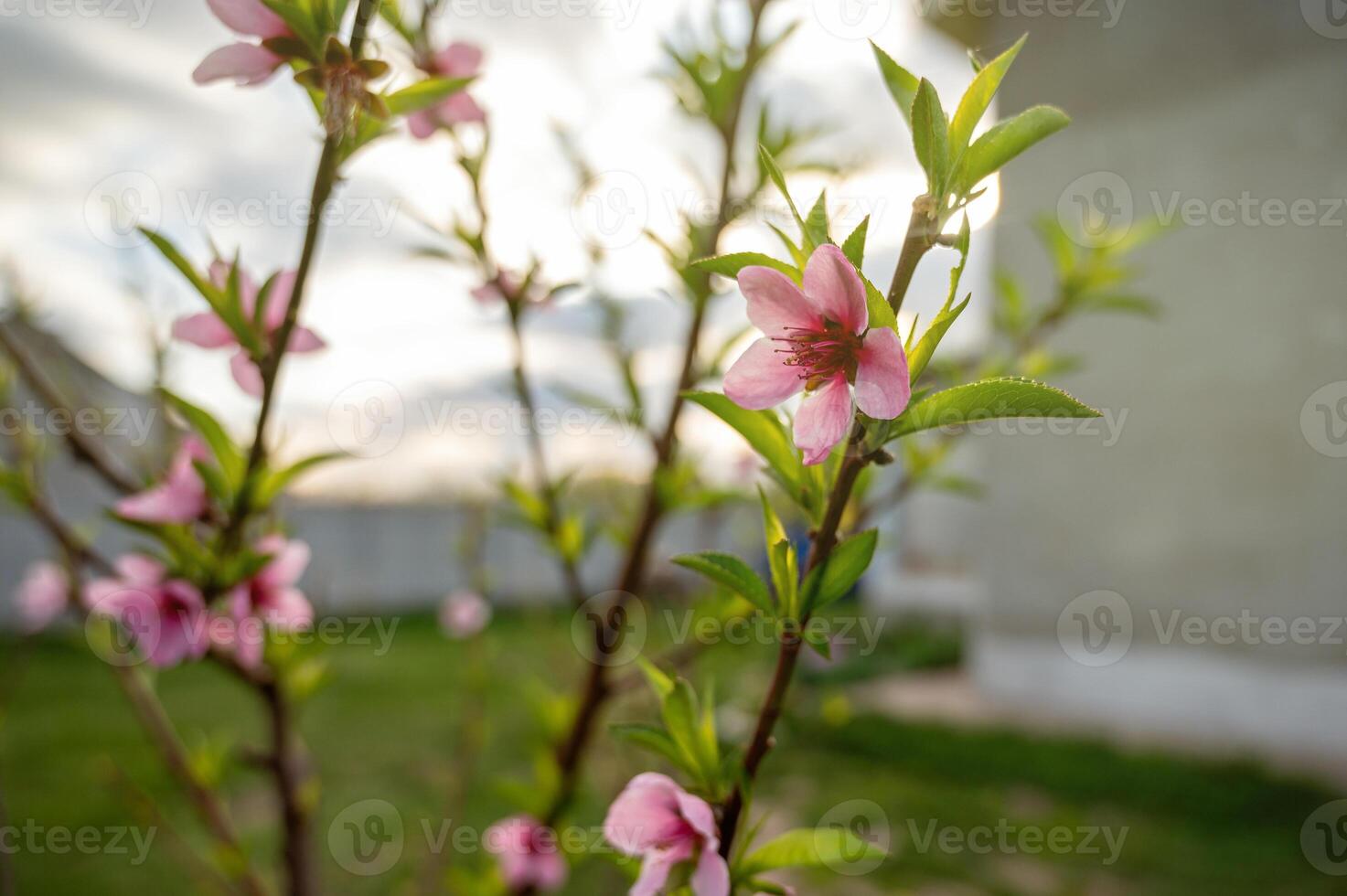 pêssego Flor dentro a jardim dentro Primavera. lindo natureza cena. foto