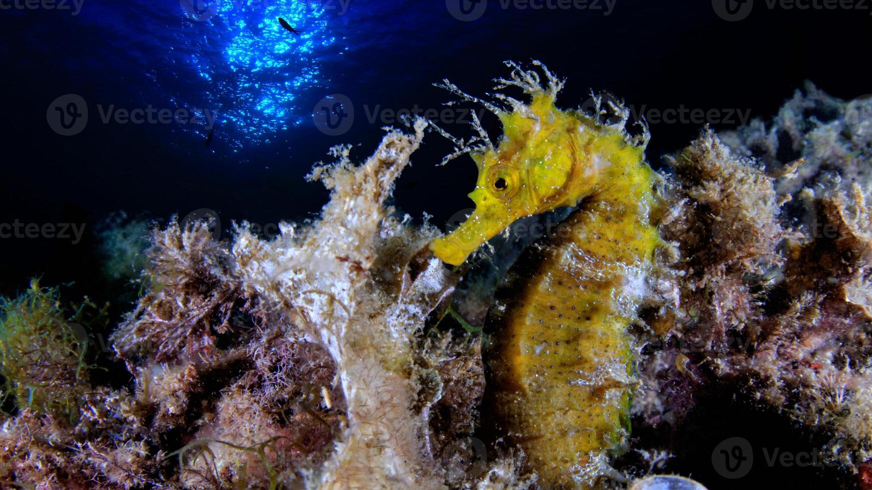 fechar-se comum colorida cavalo marinho ou hipocampo guttulato natação debaixo água, vida marinha foto