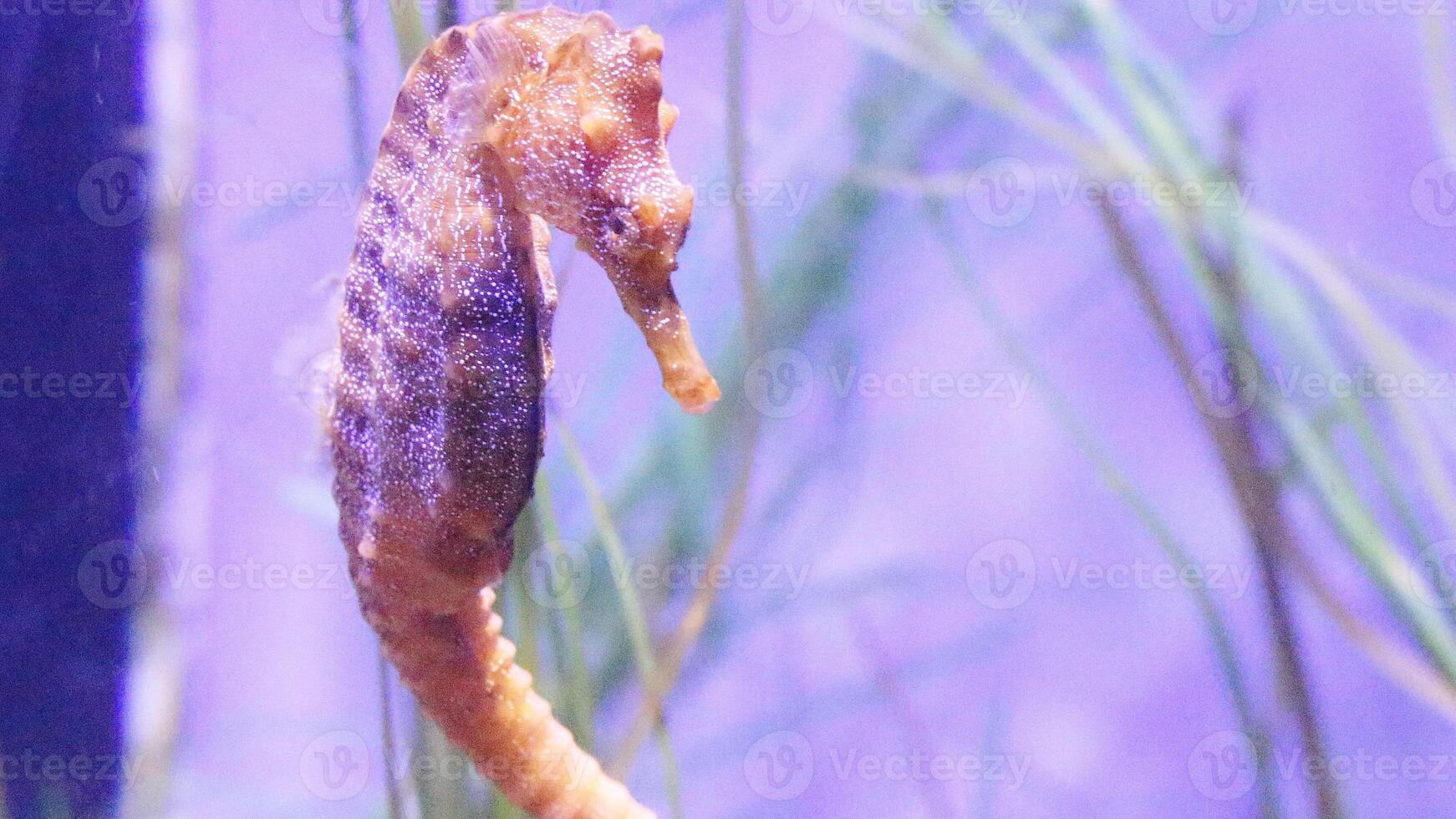 fechar-se comum colorida cavalo marinho ou hipocampo guttulato natação debaixo água, vida marinha foto