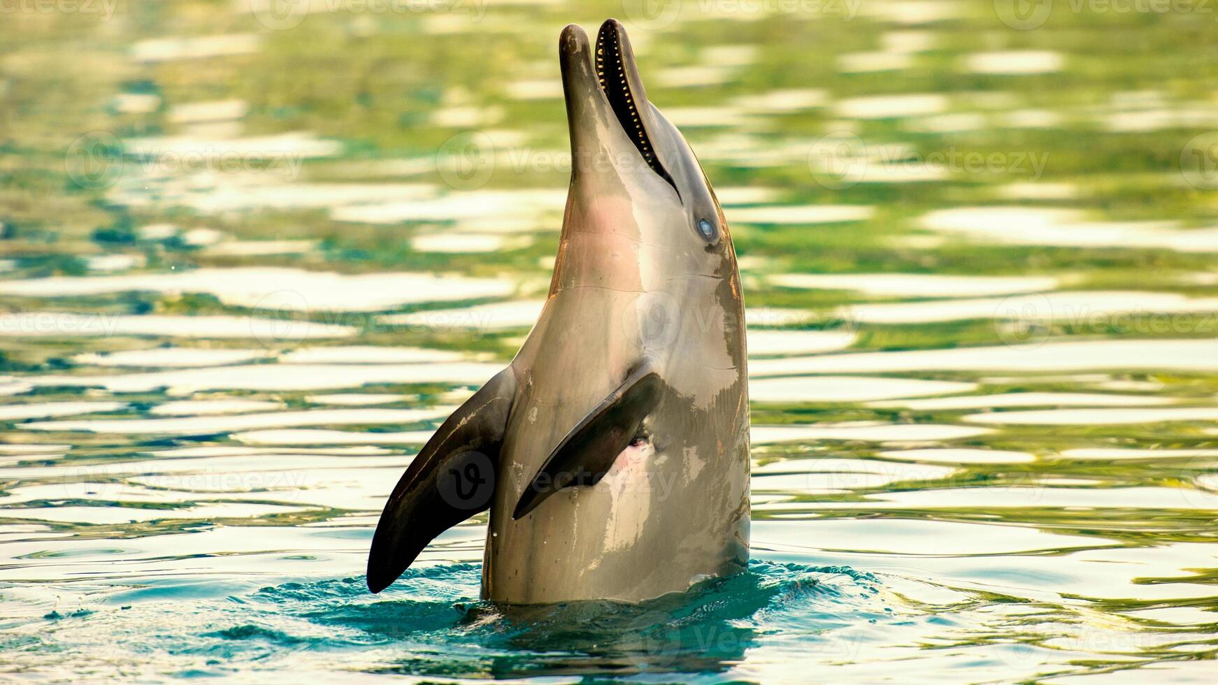 jovem curioso nariz de garrafa golfinho sorrisos, brincalhão comum tursiops truncatus fechar-se natação embaixo da agua. pulando Fora do água foto