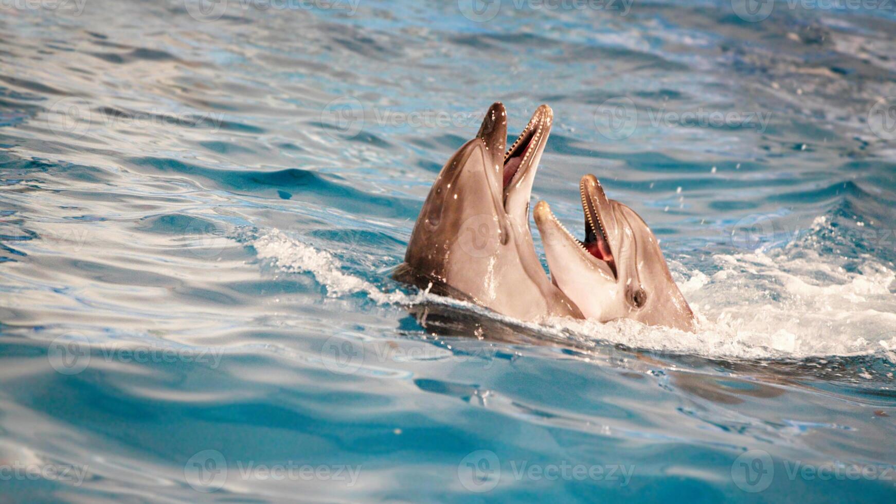 jovem curioso nariz de garrafa golfinho sorrisos, brincalhão comum tursiops truncatus fechar-se natação embaixo da agua. pulando Fora do água foto