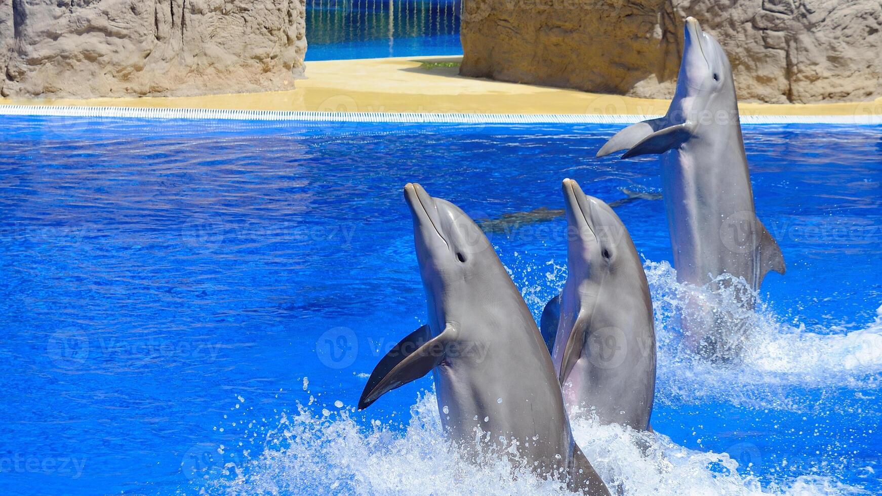 jovem curioso nariz de garrafa golfinho sorrisos, brincalhão comum tursiops truncatus fechar-se natação embaixo da agua. pulando Fora do água foto