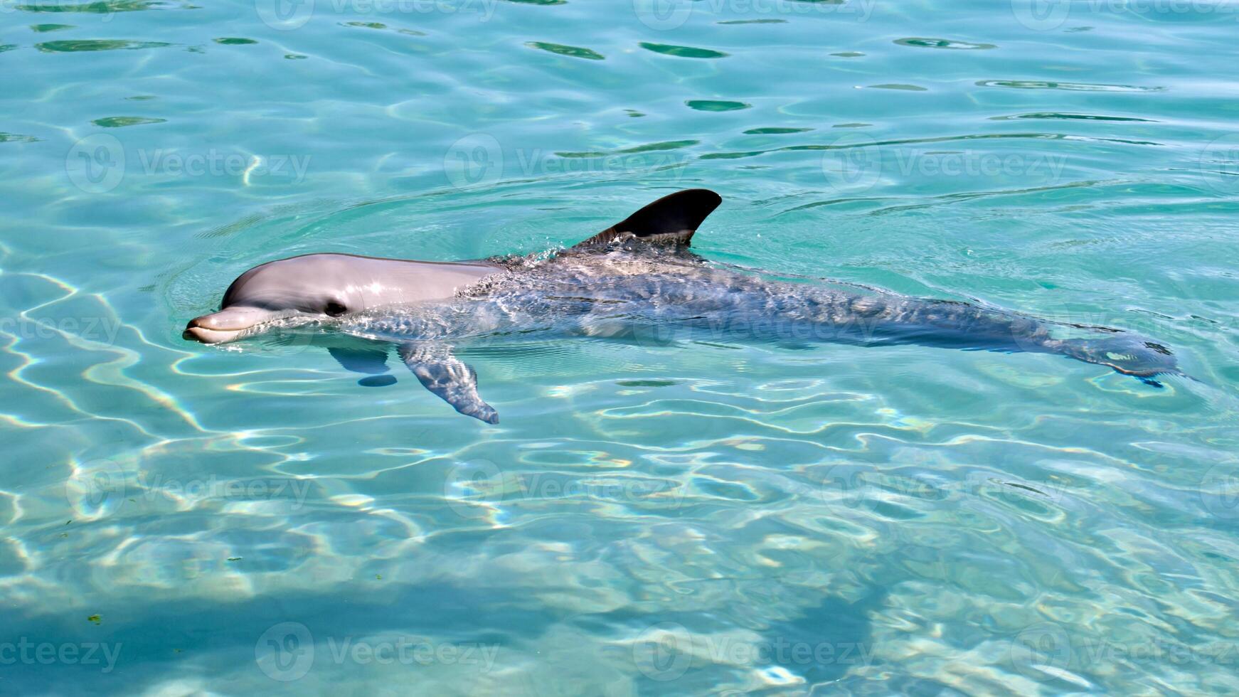 jovem curioso nariz de garrafa golfinho sorrisos, brincalhão comum tursiops truncatus fechar-se natação embaixo da agua. pulando Fora do água foto