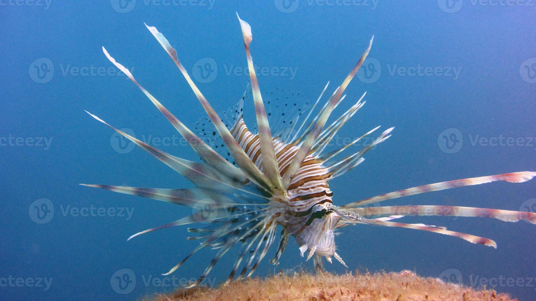 peixe-Leão ou pteróide, uma lindo predatório leão peixe nada dentro procurar do Comida embaixo da agua foto