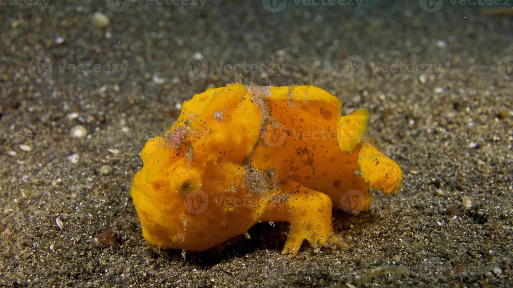 peixe-rã antenarius. surpreendente embaixo da agua mundo, rã peixe marinho criatura foto