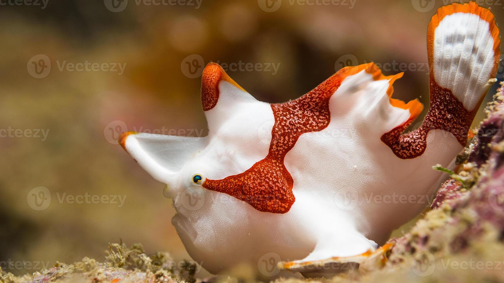 peixe-rã antenarius. surpreendente embaixo da agua mundo, rã peixe marinho criatura foto