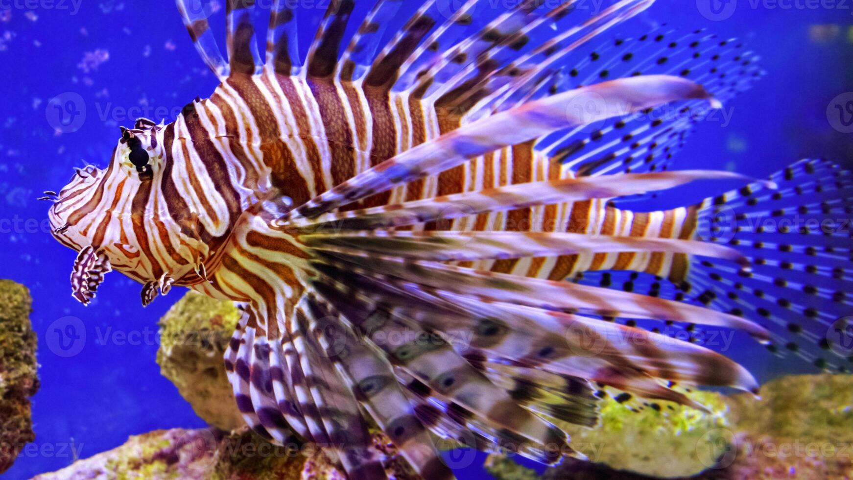 peixe-Leão ou pteróide, uma lindo predatório leão peixe nada dentro procurar do Comida embaixo da agua foto