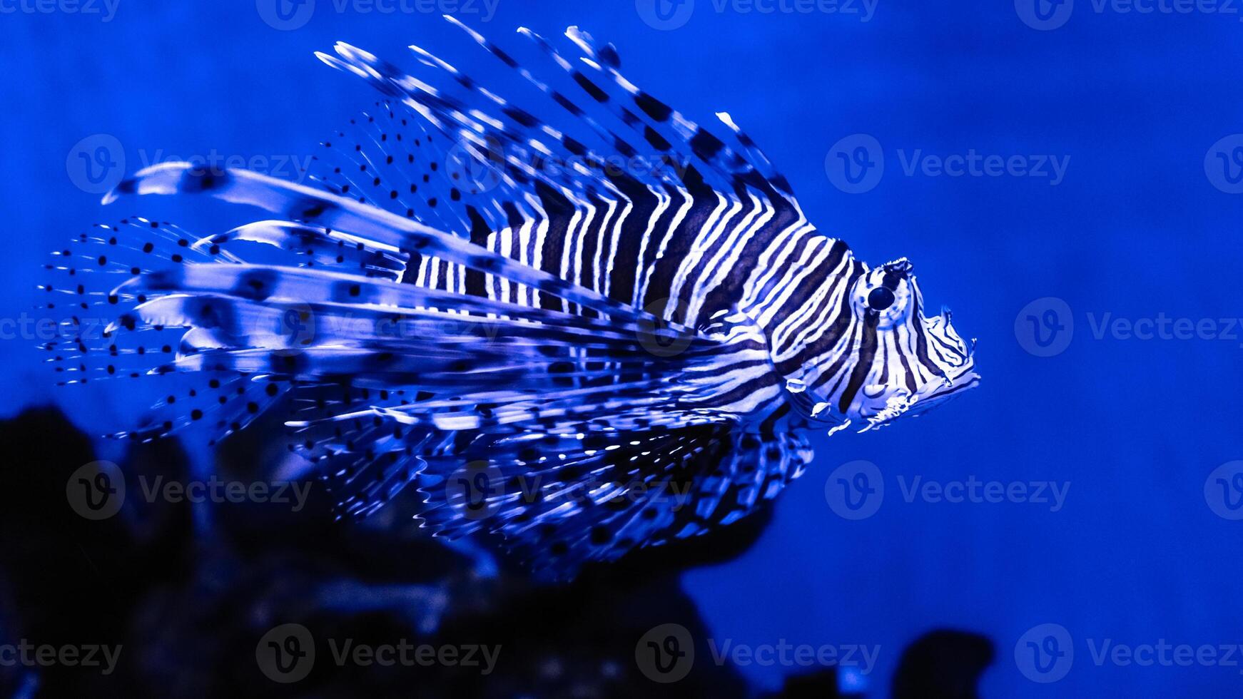 peixe-Leão ou pteróide, uma lindo predatório leão peixe nada dentro procurar do Comida embaixo da agua foto