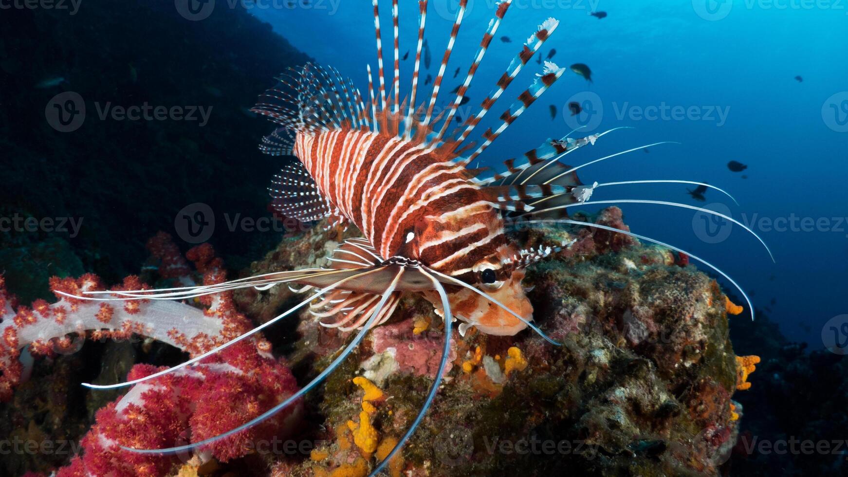 peixe-Leão ou pteróide, uma lindo predatório leão peixe nada dentro procurar do Comida embaixo da agua foto