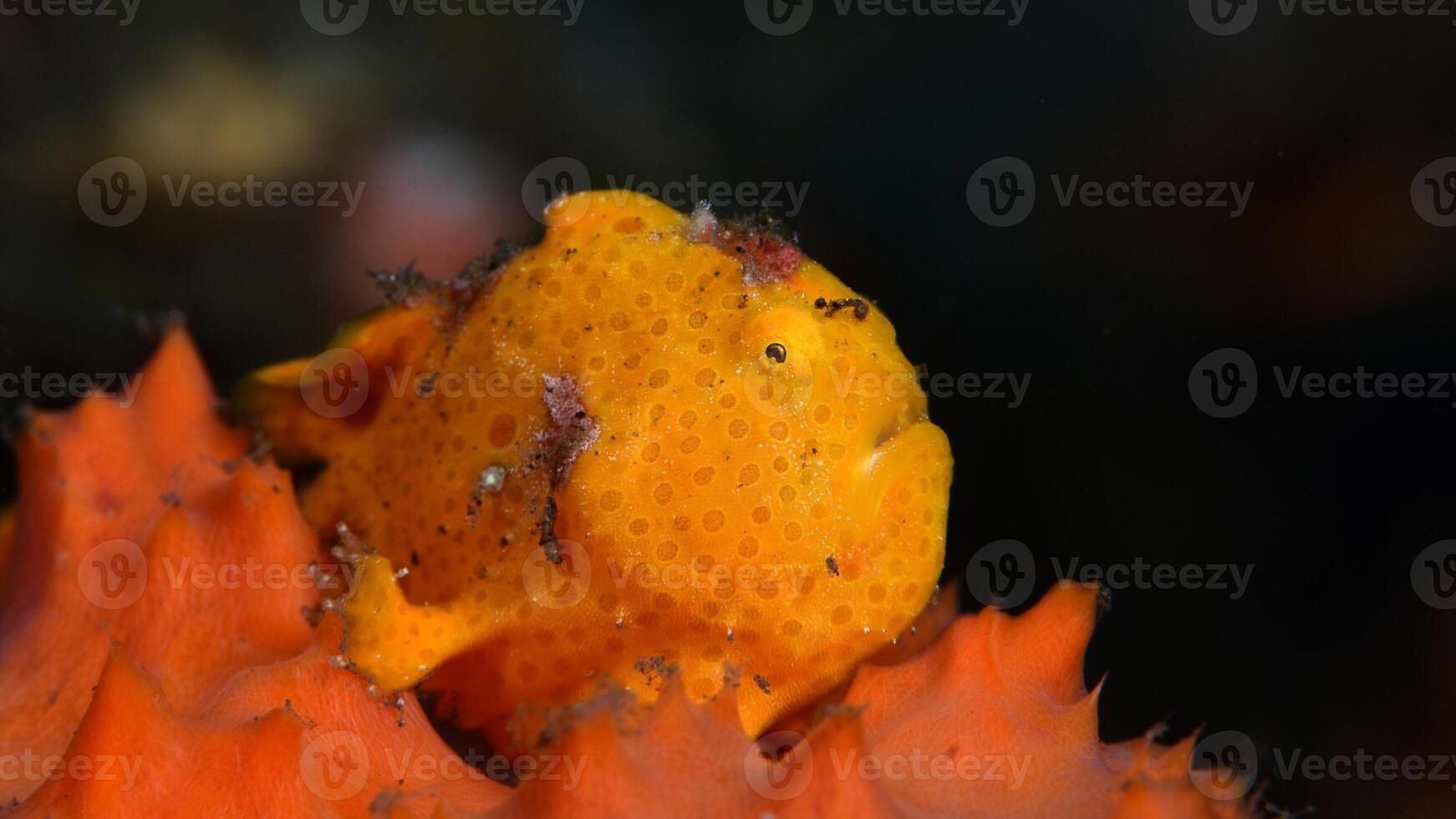 peixe-rã antenarius. surpreendente embaixo da agua mundo, rã peixe marinho criatura foto