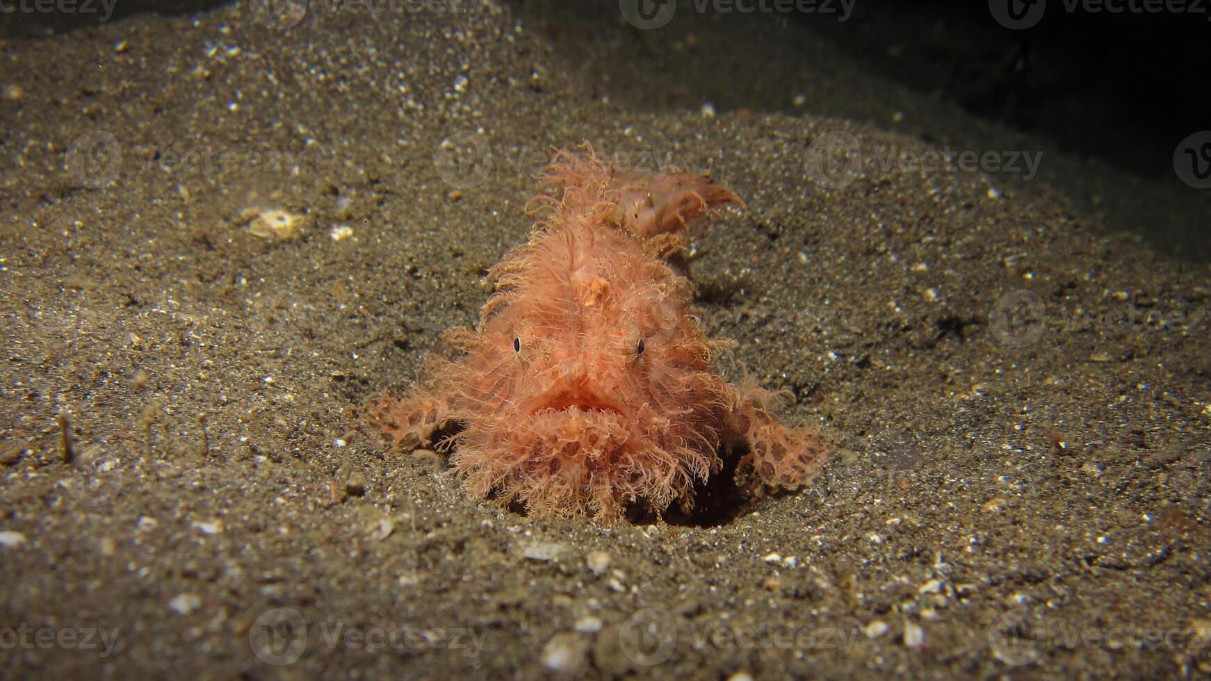 peixe-rã antenarius. surpreendente embaixo da agua mundo, rã peixe marinho criatura foto