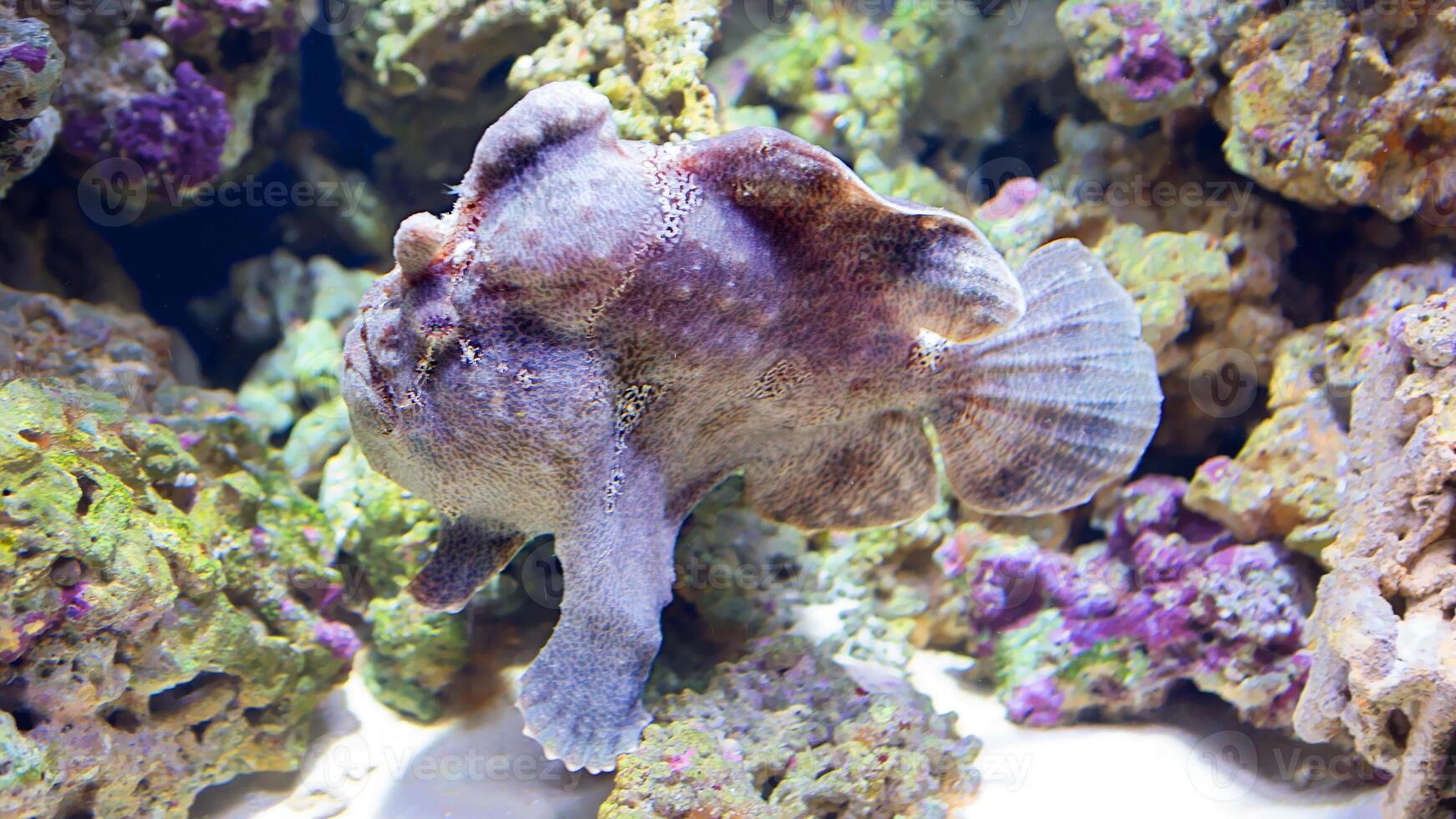 peixe-rã antenarius. surpreendente embaixo da agua mundo, rã peixe marinho criatura foto