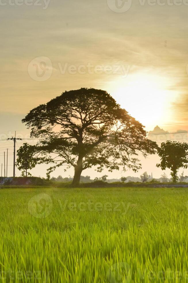 verde arroz dentro arroz campo e grande árvore com nuvens em céu foto