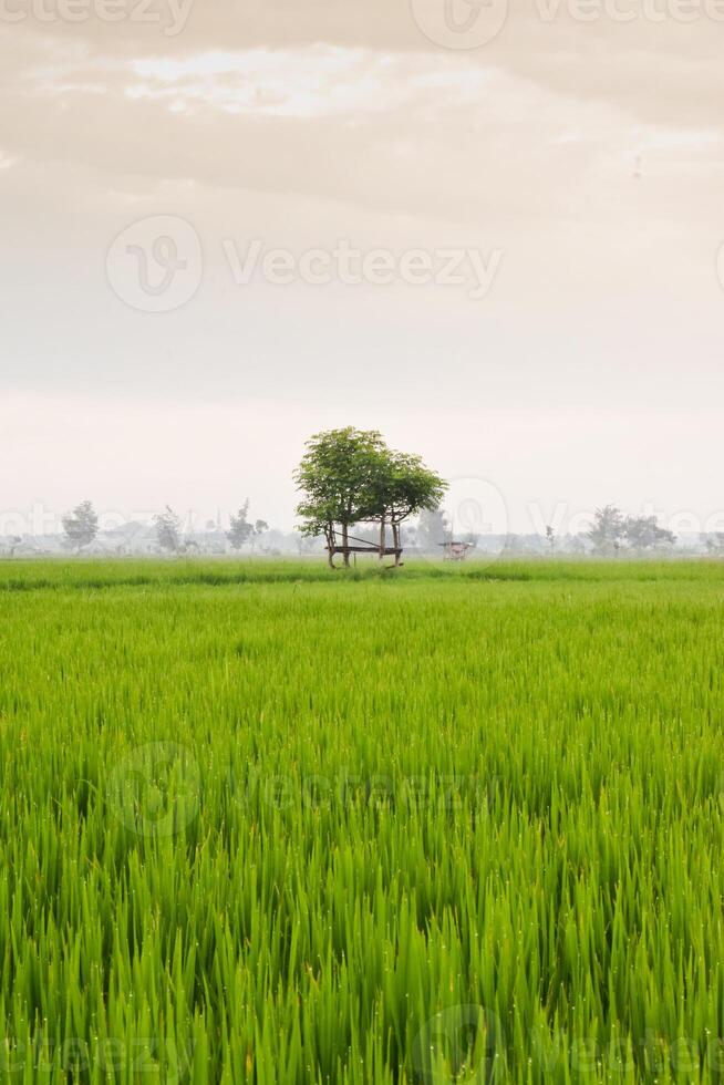 pequeno cabana com grande folha telhado dentro a Centro do arroz campo. beleza cenário dentro natureza Indonésia foto