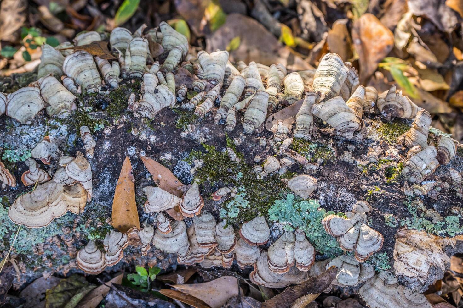 suporte fungos crescendo em uma registro foto