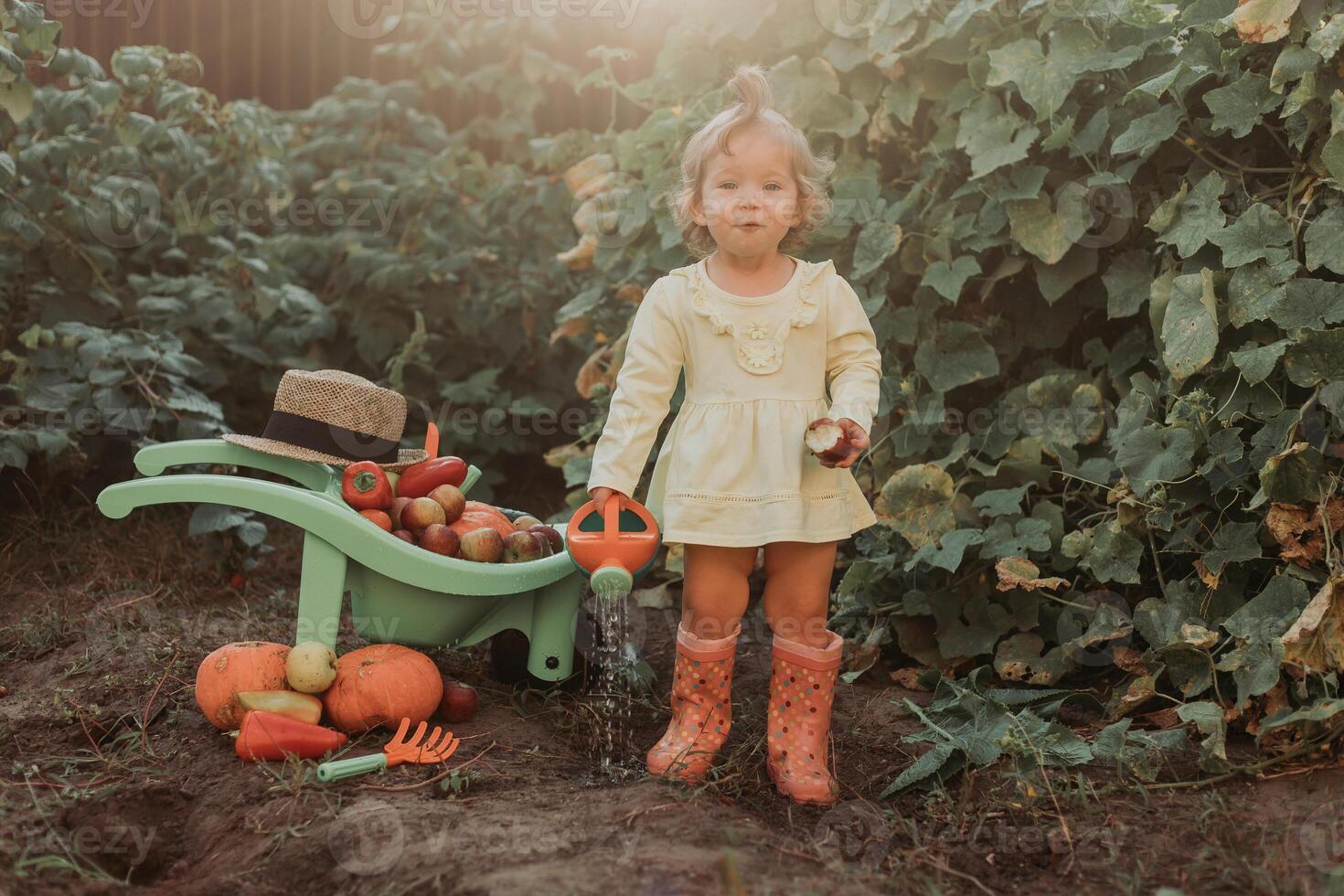 fofa pequeno menina é colheita. jardim carrinho de mão com legumes e frutas. outono conceito foto