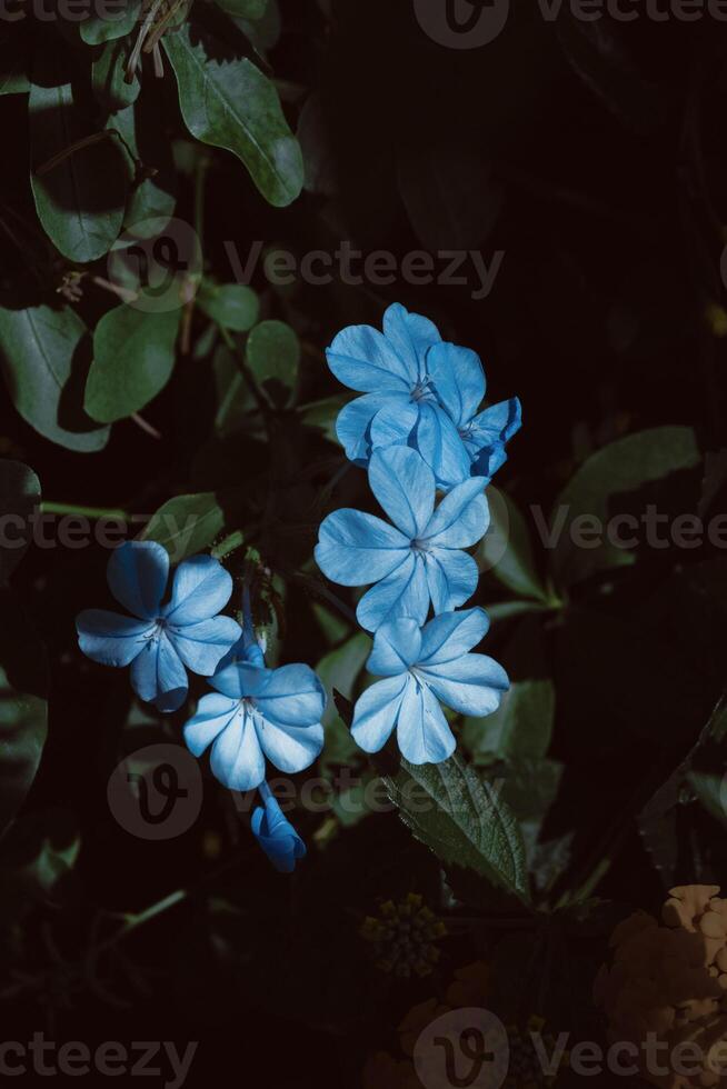 em forma de orelha porco. trepadeira com azul flores dentro brilhante luz solar foto