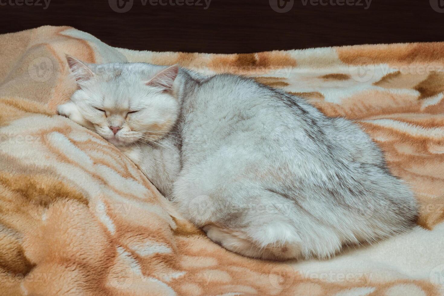 uma prateado britânico gato dorme docemente em a cama. animais de estimação às casa foto