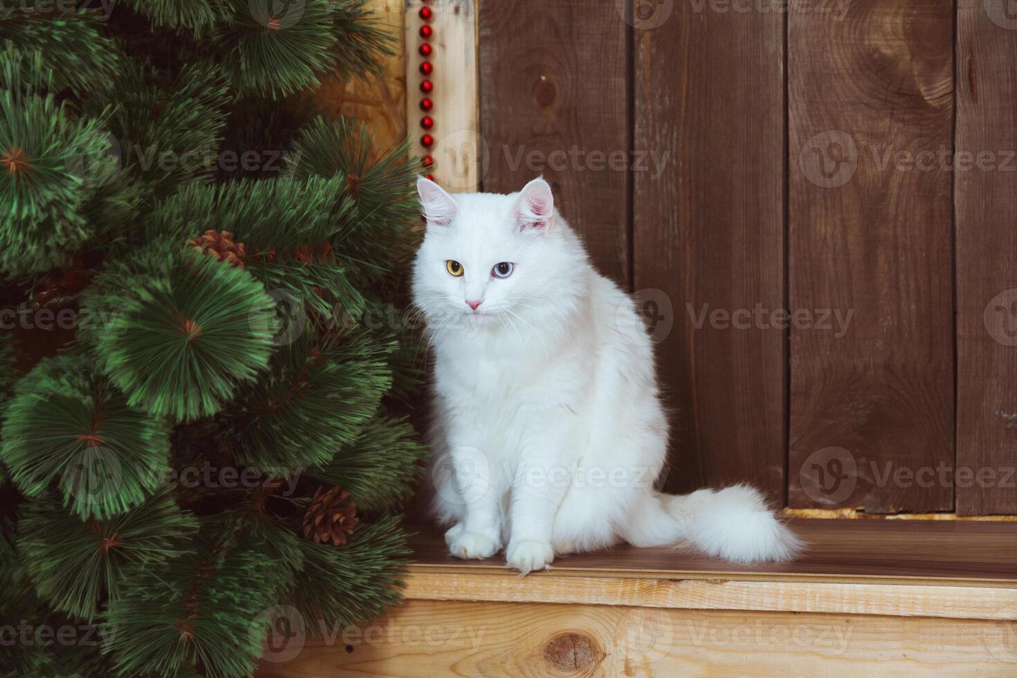 uma branco fofo angorá gato com multicolorido olhos senta em a passos perto a porta do a casa foto