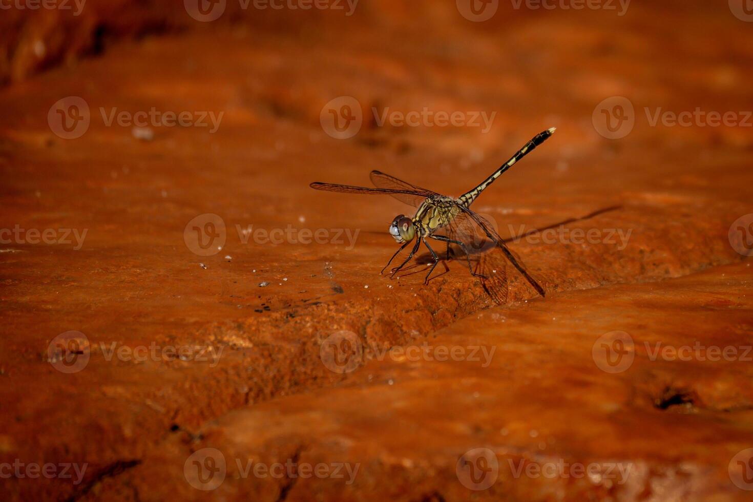 libélulas deserto aterrissagem foto