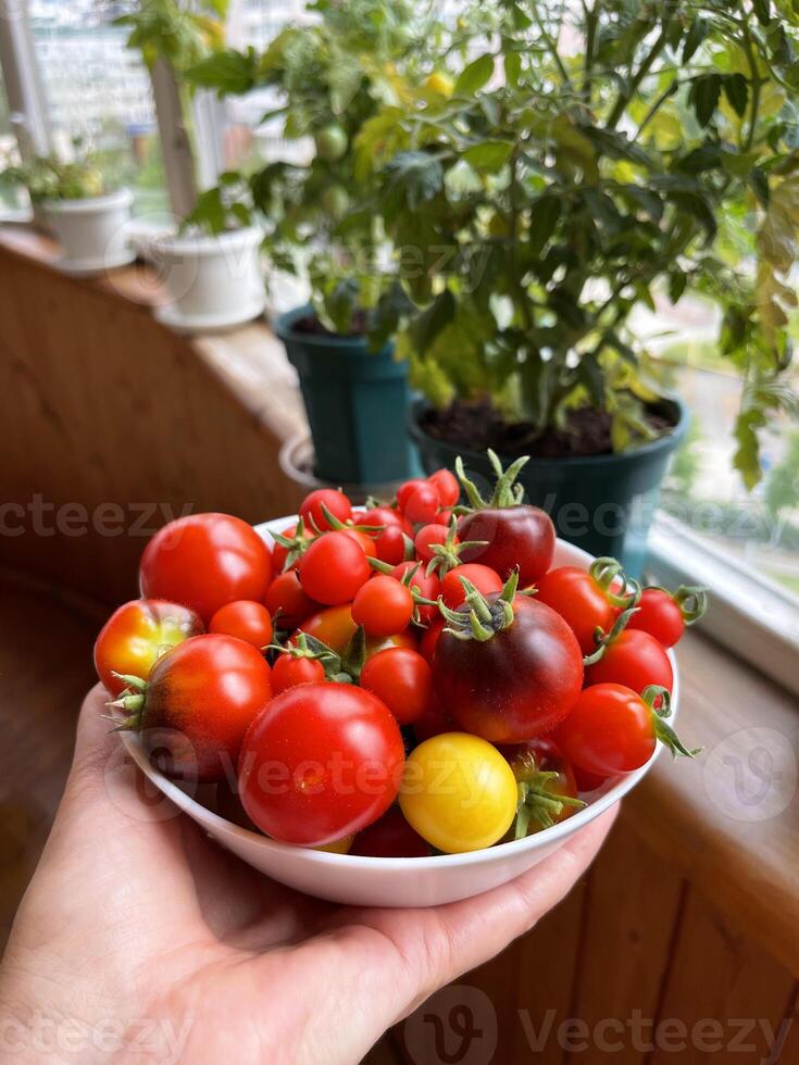 uma prato cheio do maduro tomates contra a pano de fundo do uma casa jardim foto