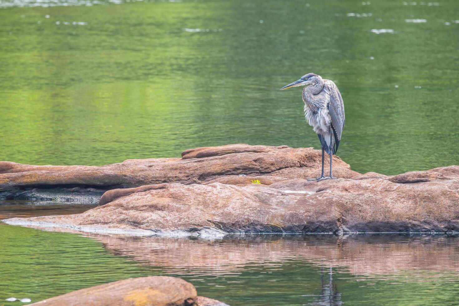 ótimo azul garça em pé em uma Rocha foto