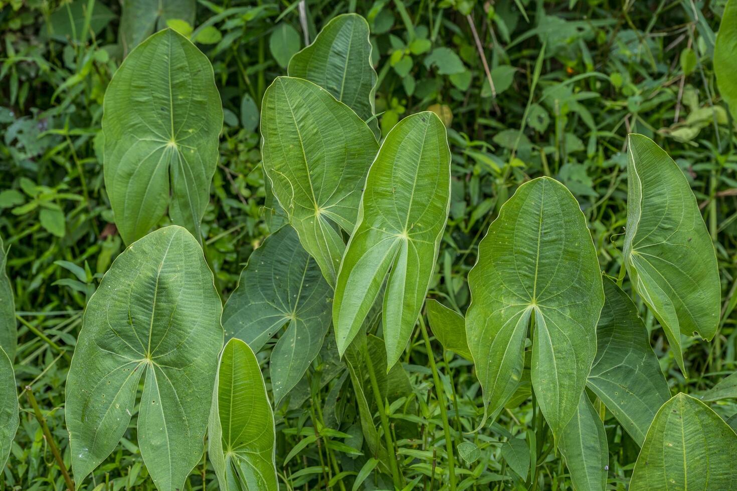 folha larga ponta de flecha plantas fechar-se foto