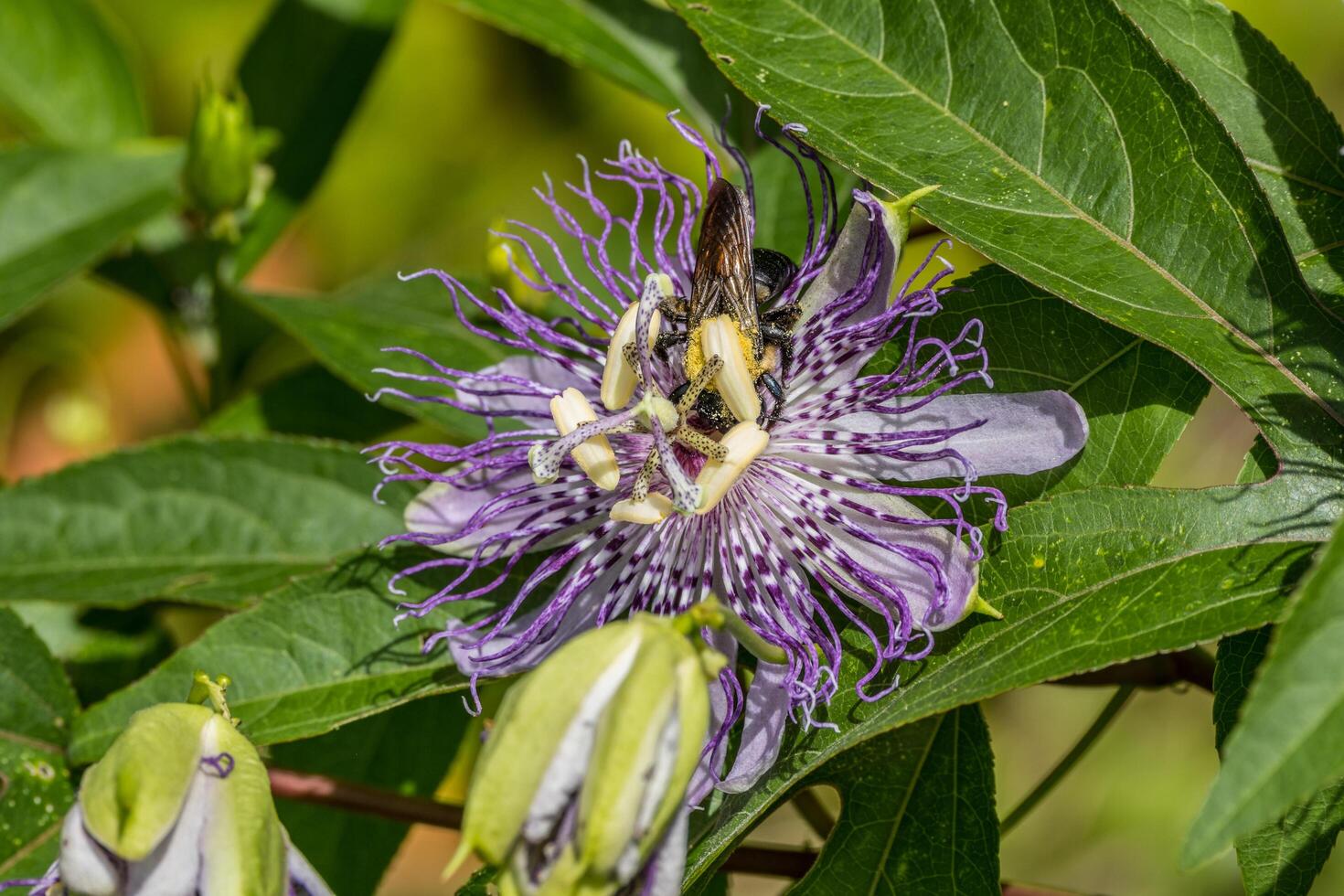 abelha dentro uma paixão flor foto