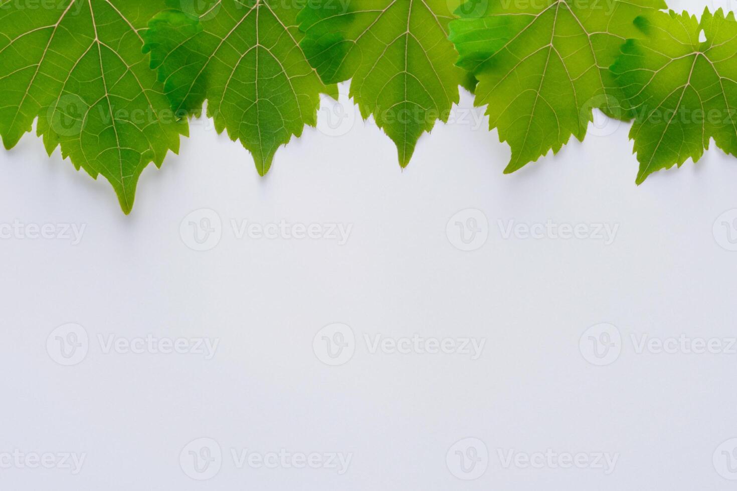 frondoso elegância uva folhas adornar branco papel brincar, uma delicado fusão do da natureza charme em exibição foto