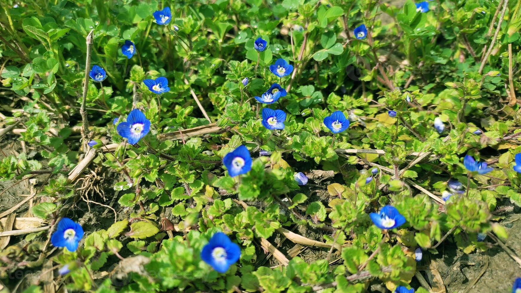 azul flores em Prado, primavera, Flor foto