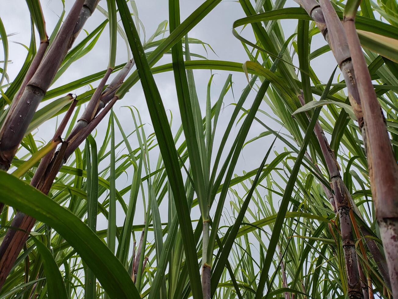 açúcar bengala plantar com orvalho gotas em a folhas foto