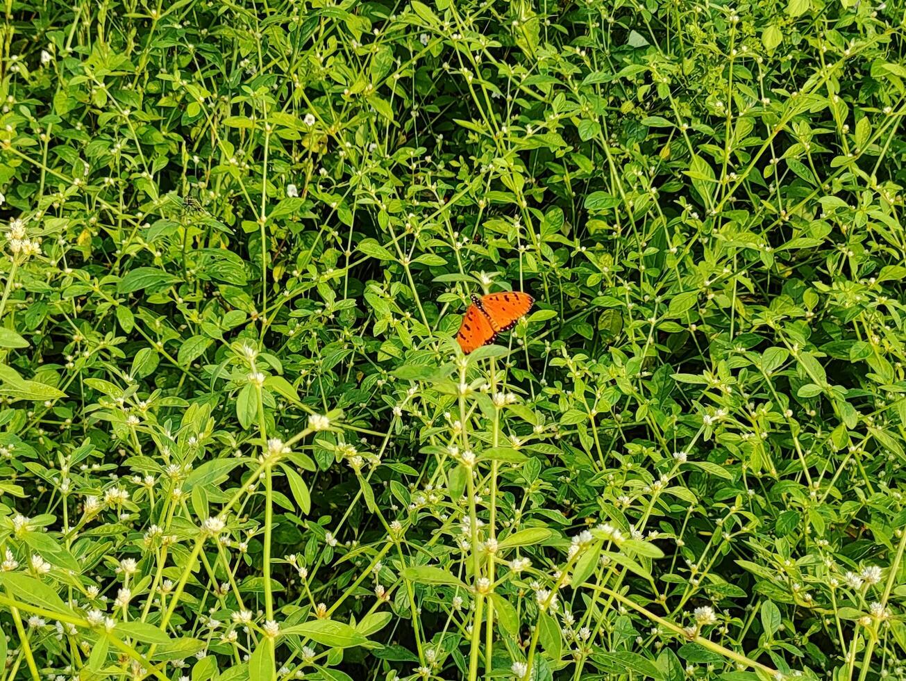 espalhando asas borboleta em uma folha foto