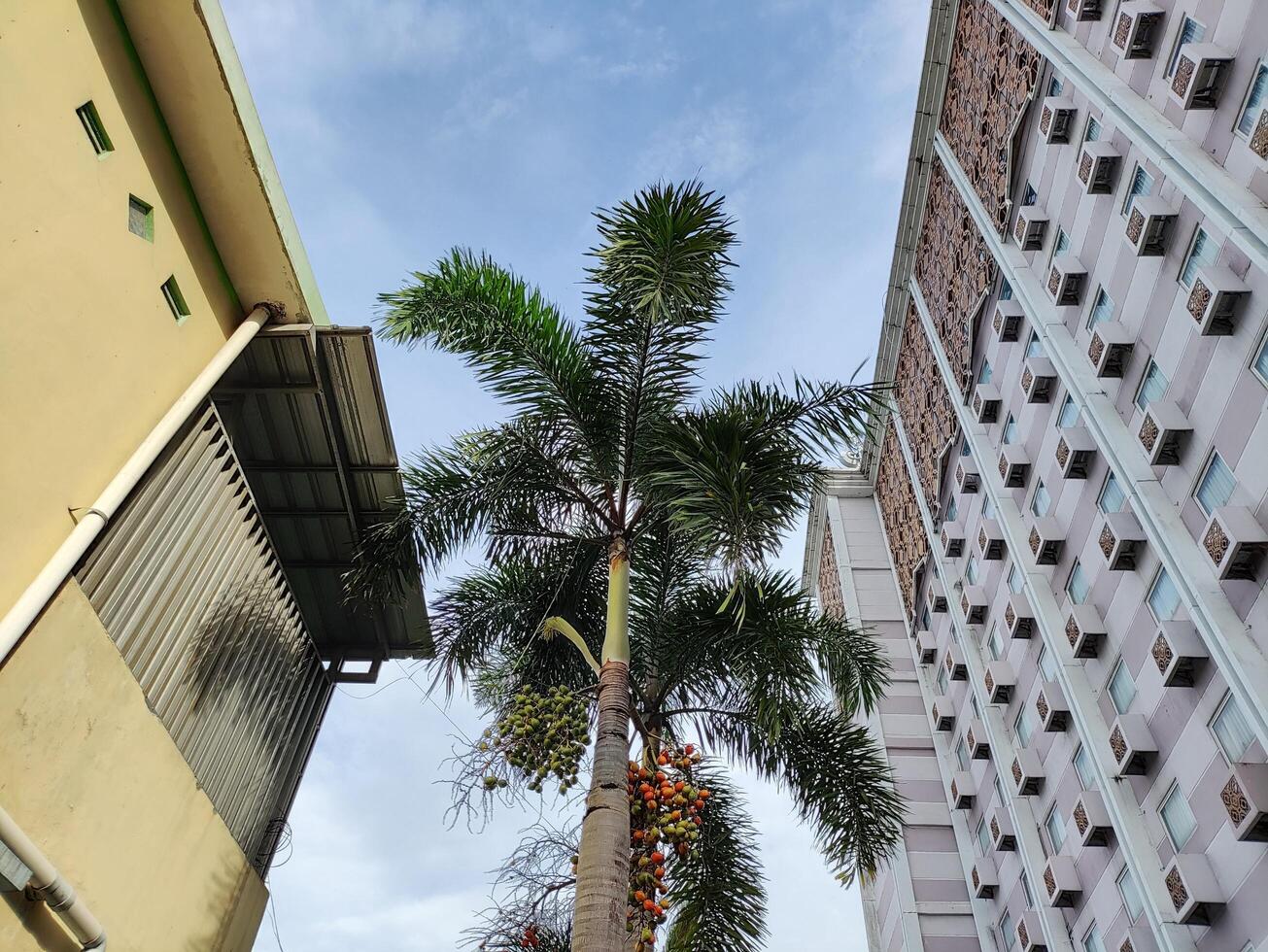 baixo ângulo Visão do Palma plantas em pé alta entre a edifícios foto