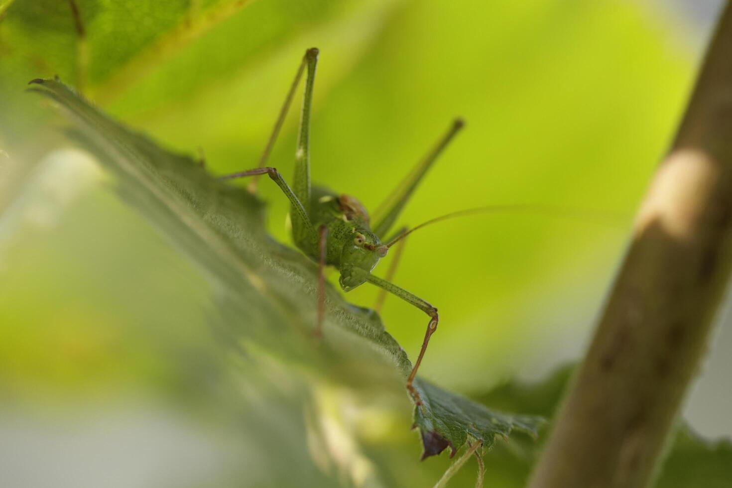 fechar acima do uma erro foto