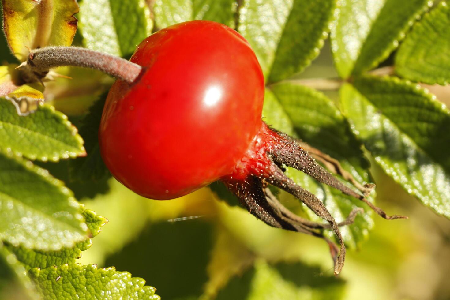 laranja vermelho Rosa Mosqueta dentro frente do uma verde folhas fundo foto