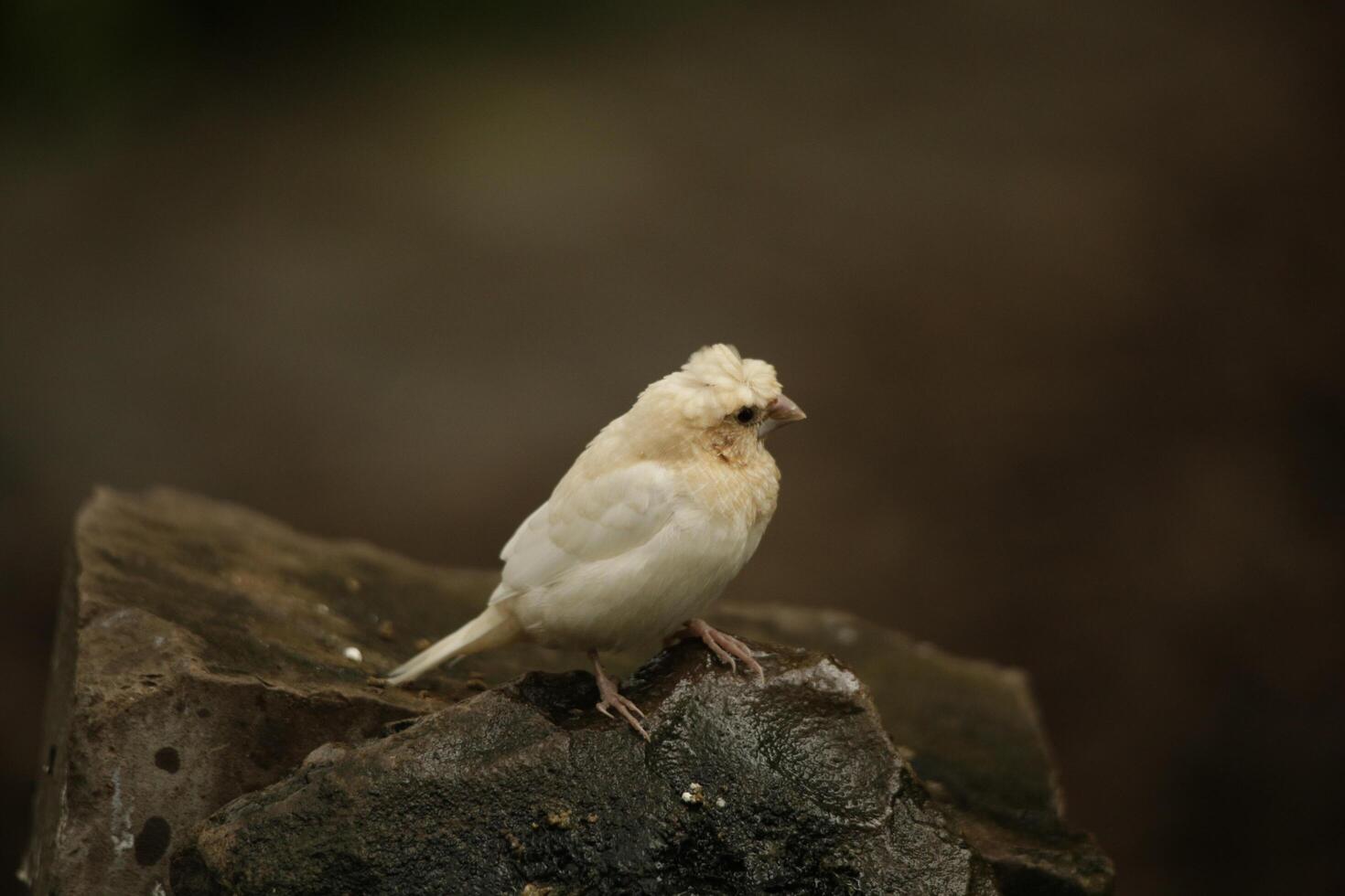 sociedade tentilhão ou bengalês tentilhão, isto pássaro faz não ocorrer dentro a selvagem. foto