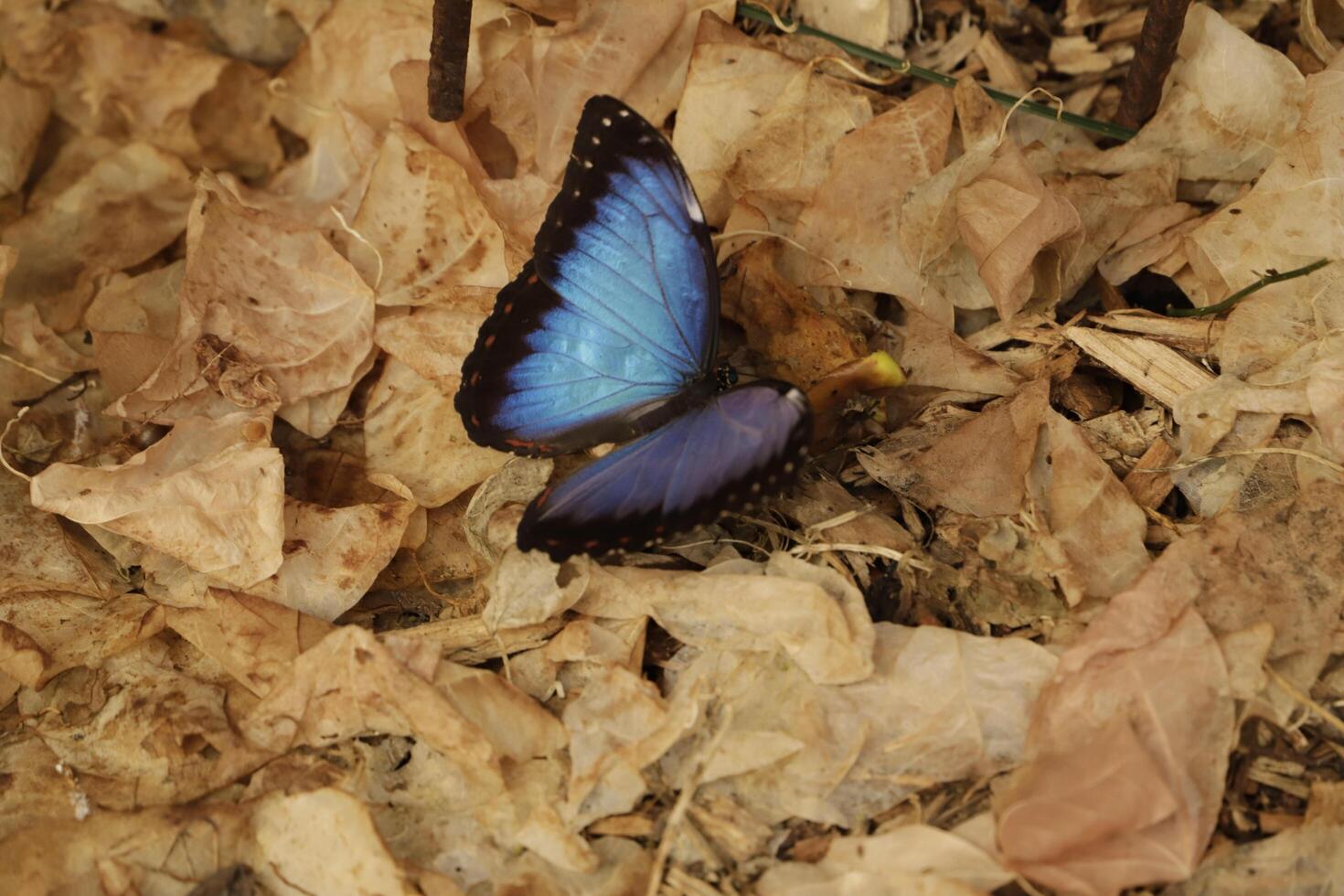 azul morfo borboleta é uma enorme borboleta do sobre 12 cm foto