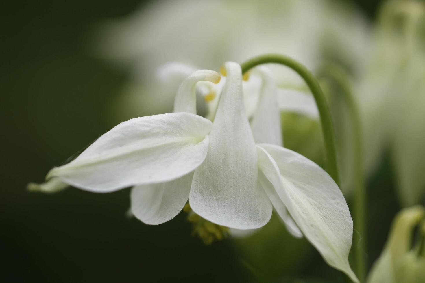 Primavera flor columbine foto