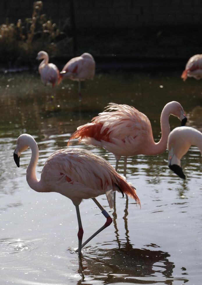 flamingo lindo Rosa pássaro foto