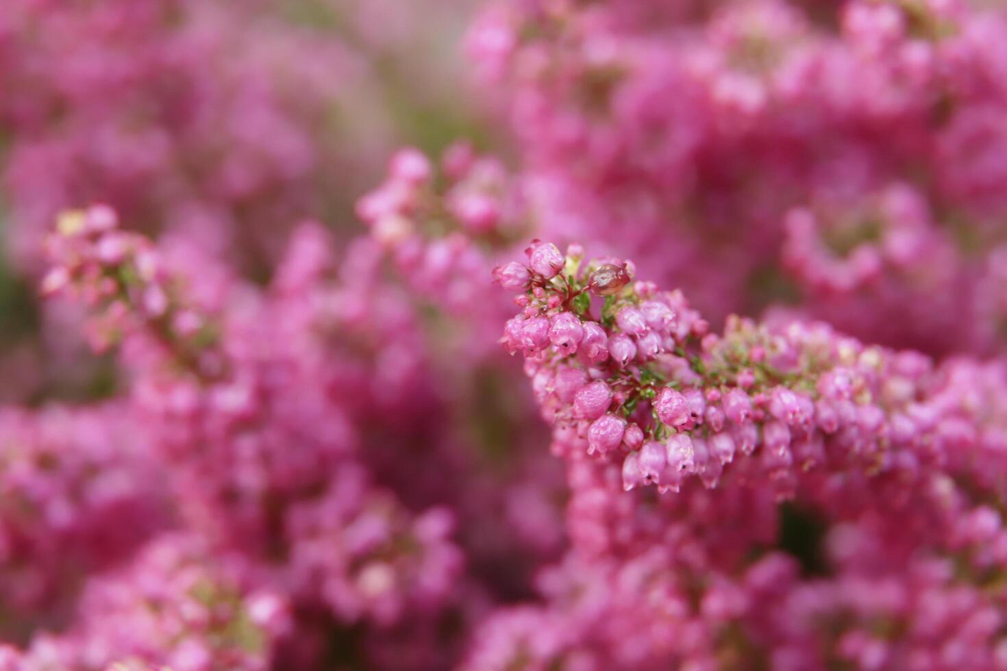 fechar acima do Rosa heath foto