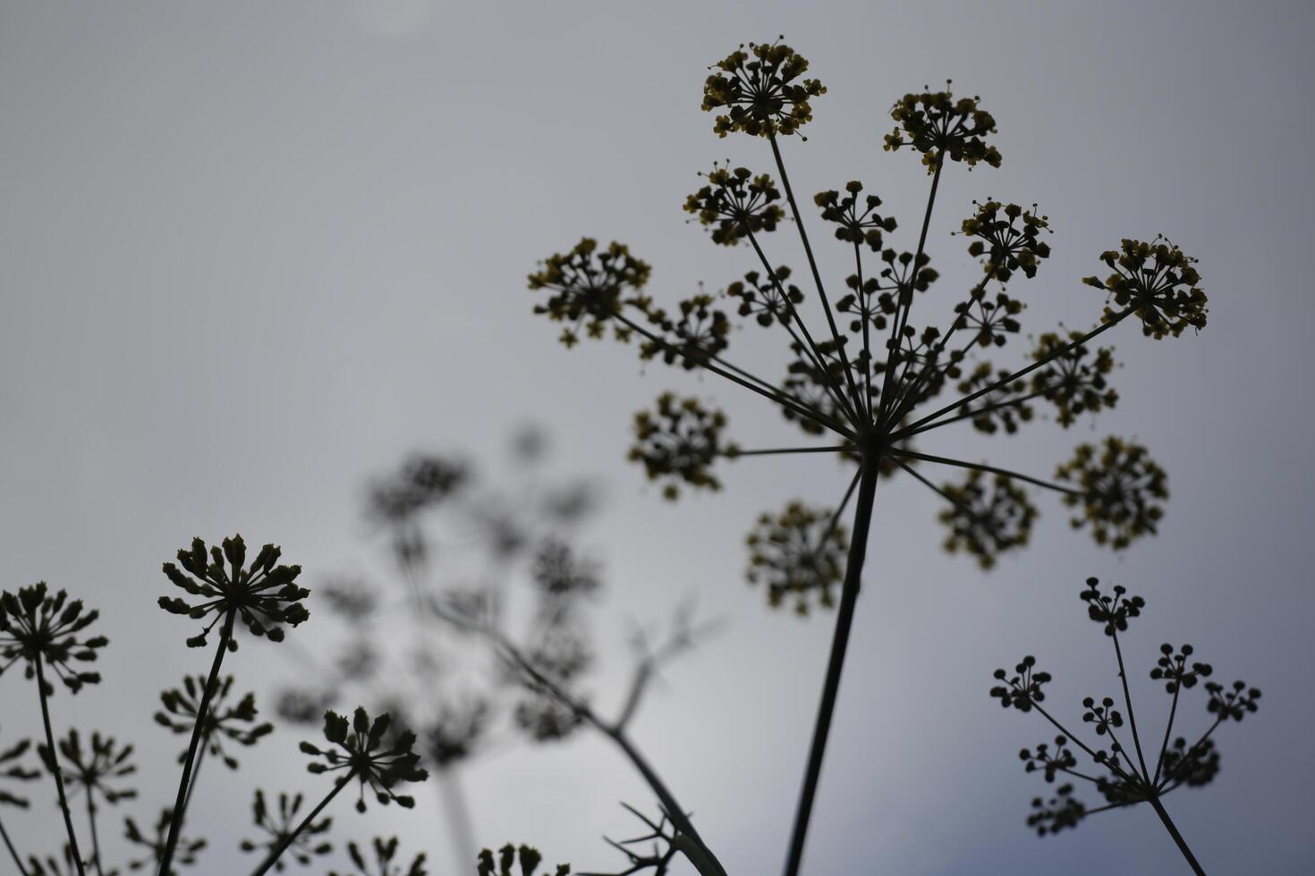 semente pod do anis aneto fotografado a partir de abaixo foto