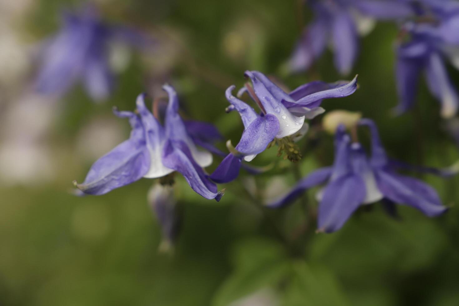 azul branco columbine flores florescendo dentro poderia. você pode encontrar eles dentro muitos cores foto